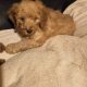 Purebred Miniature Poodles IKC Registered