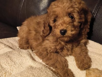 Miniature Poodles in Carlow – IKC Registered