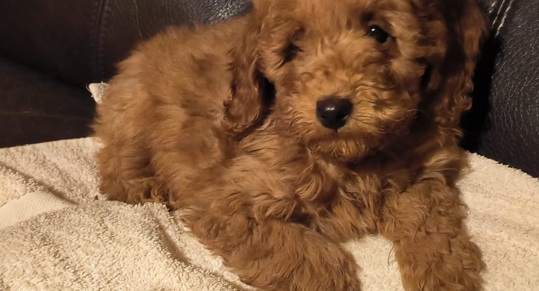 Purebred Miniature Poodles IKC Registered