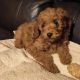 Purebred Miniature Poodles IKC Registered