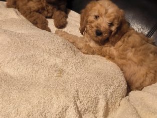 Purebred Miniature Poodles IKC Registered