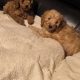 Purebred Miniature Poodles IKC Registered