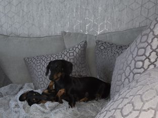 Miniature Dachshund