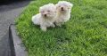 Maltese Pups