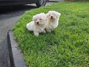 Maltese Pups