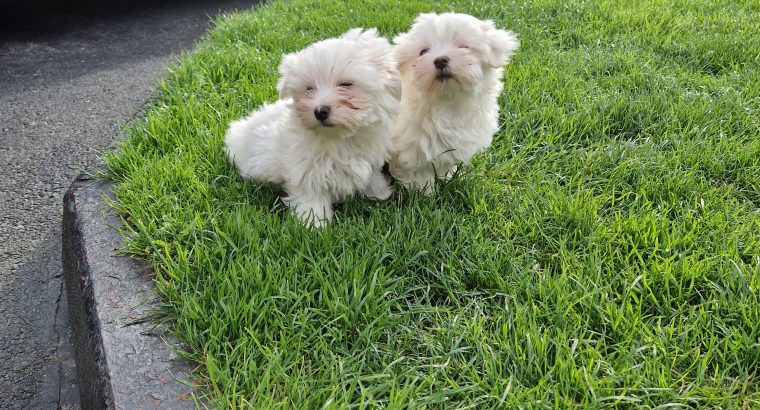 Maltese Pups