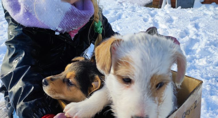 Jack Russell terrier ×Norwich terrierððð❤️❤️❤️