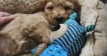 12 week old cockapoo male for sale