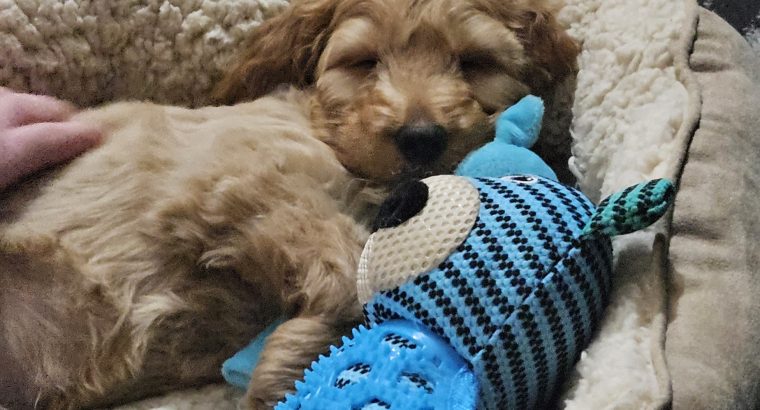 12 week old cockapoo male for sale