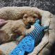 12 week old cockapoo male for sale