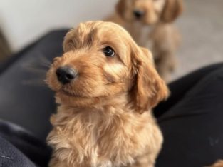 12 week old cockapoo male for sale