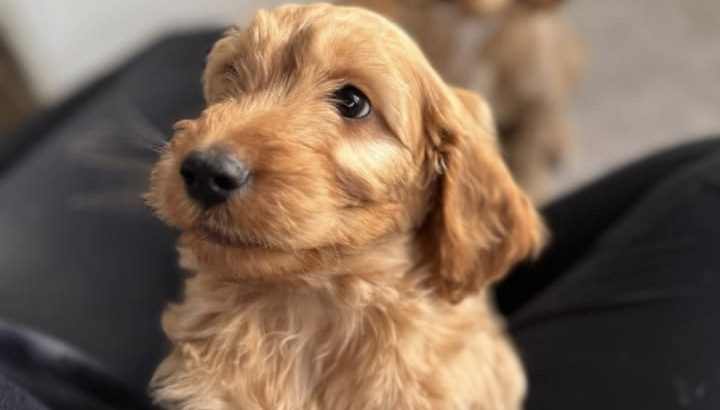 12 week old cockapoo male for sale