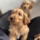 12 week old cockapoo male for sale