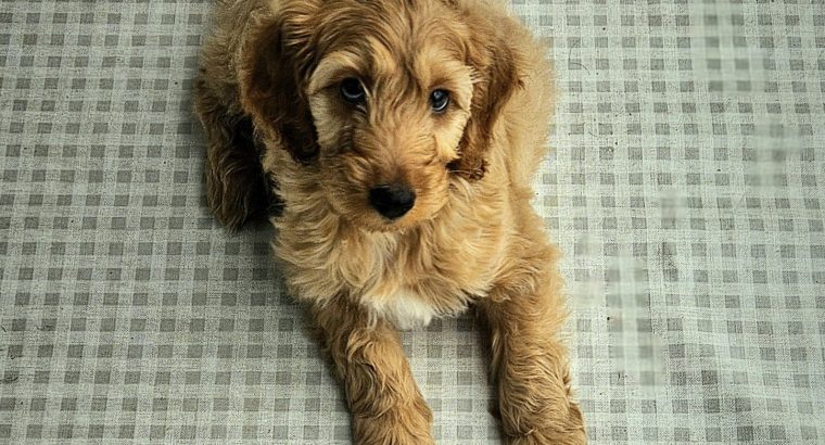 12 week old cockapoo male for sale