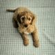 12 week old cockapoo male for sale