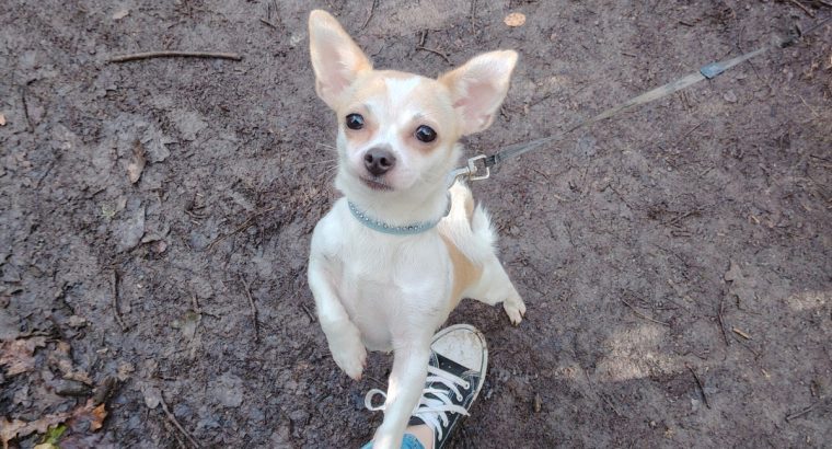 Chihuahua Puppies