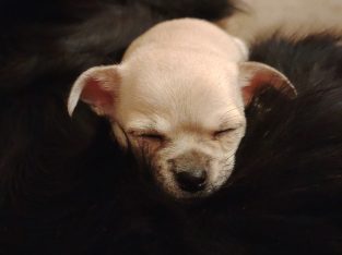 Chihuahua Puppies