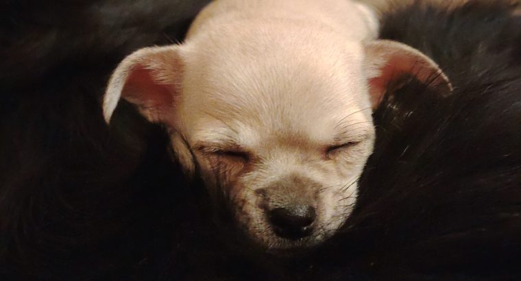 Chihuahua Puppies