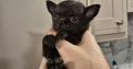 Chihuahua puppies for sale