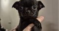 Chihuahua puppies for sale