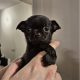 Chihuahua puppies for sale