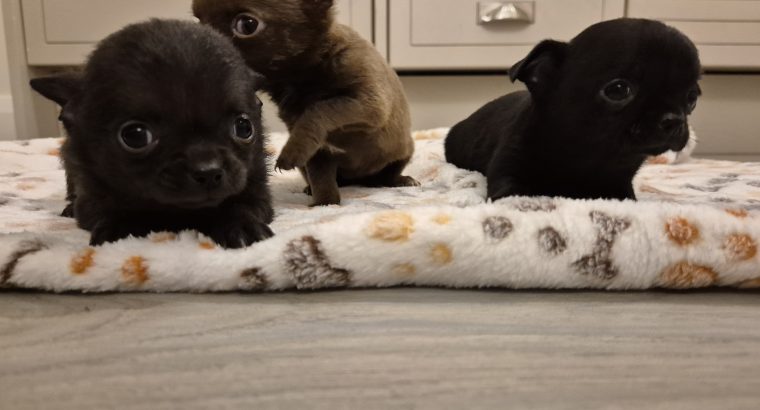 Chihuahua puppies for sale