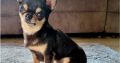 IKC registered chihuahua proven stud