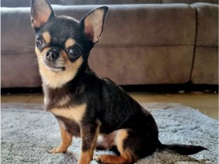 IKC registered chihuahua proven stud