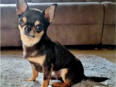 Proven Chihuahua Stud in Santry – IKC Registered