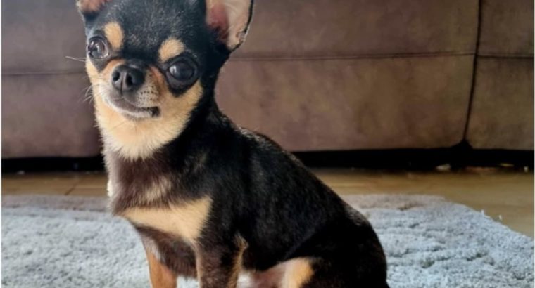 IKC registered chihuahua proven stud