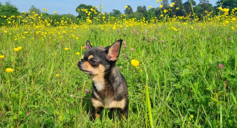 IKC registered chihuahua proven stud