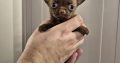 Chihuahua puppies for sale