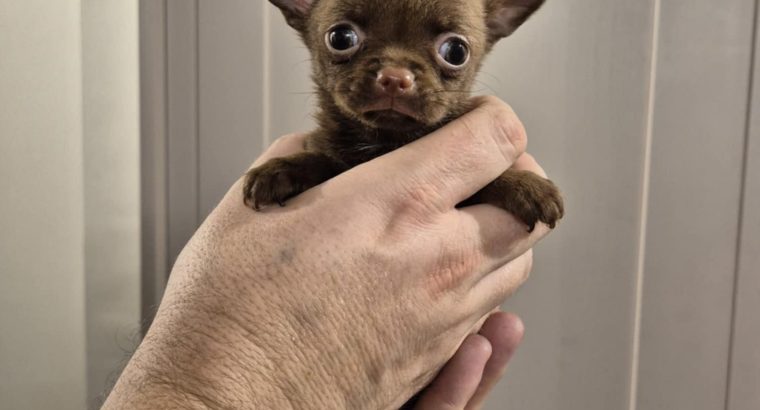 Chihuahua puppies for sale