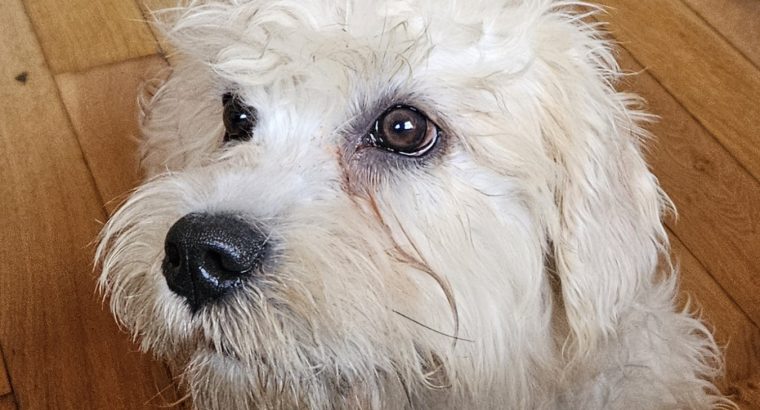 Dandie Dinmont Terriers