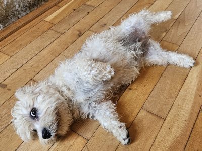 Dandie Dinmont Terriers in Galway – IKC Registered