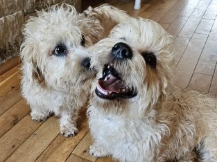 Dandie Dinmont Terriers