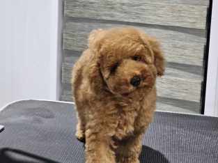 Exceptional Toy Poodle Puppy