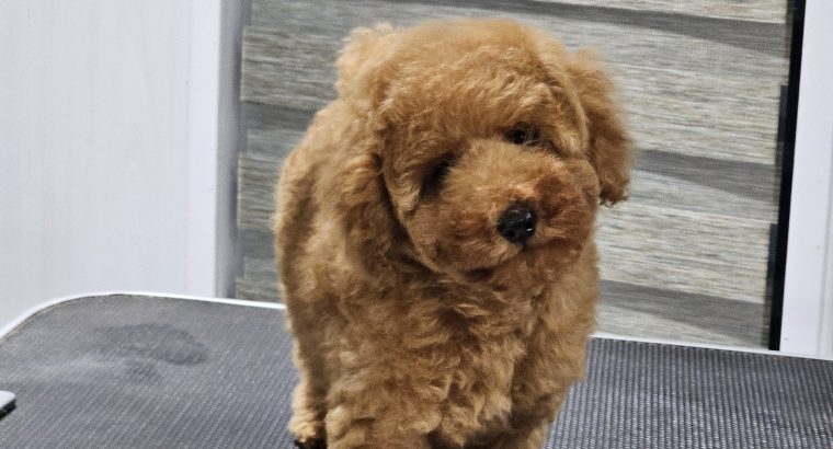 Exceptional Toy Poodle Puppy