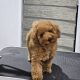 Exceptional Toy Poodle Puppy