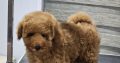 Exceptional Toy Poodle Puppy