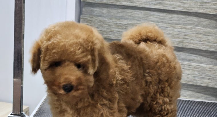 Exceptional Toy Poodle Puppy