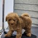 Exceptional Toy Poodle Puppy