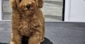 Exceptional Toy Poodle Puppy