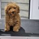 Exceptional Toy Poodle Puppy