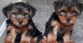 Yorkshire Terrier puppys for sale