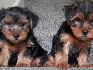 Yorkshire Terrier puppys for sale