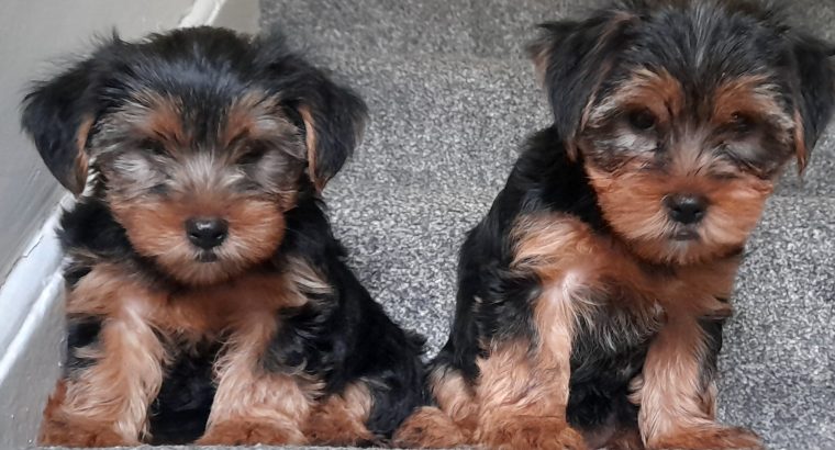 Yorkshire Terrier puppys for sale