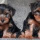 Yorkshire Terrier puppys for sale