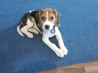 Beagle pup