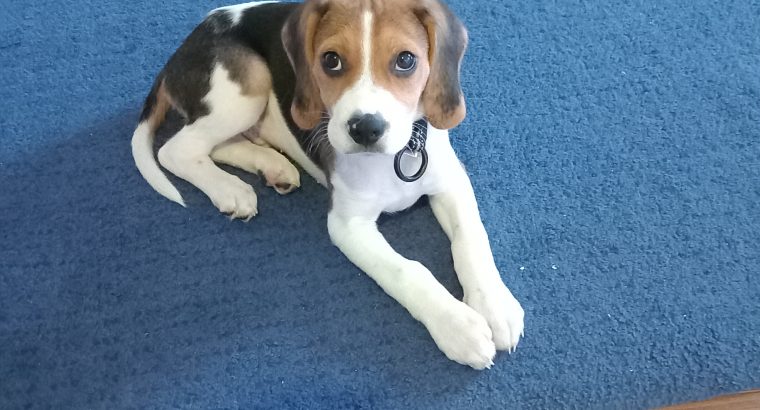 Beagle pup